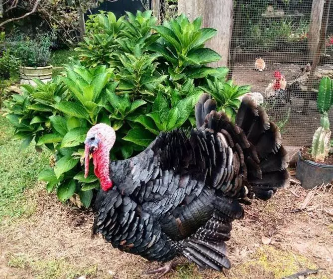 Retkeilymaja Pousada Ilhas Do Sol