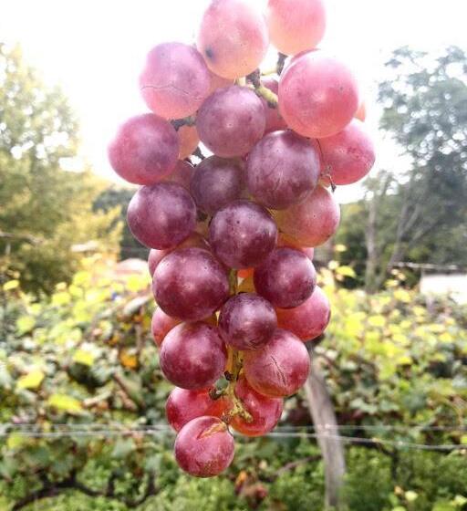 Hostel Pousada Ilhas Do Sol