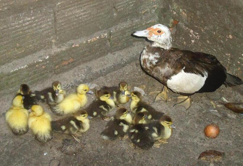 ユースホステル Pousada Villa Amari