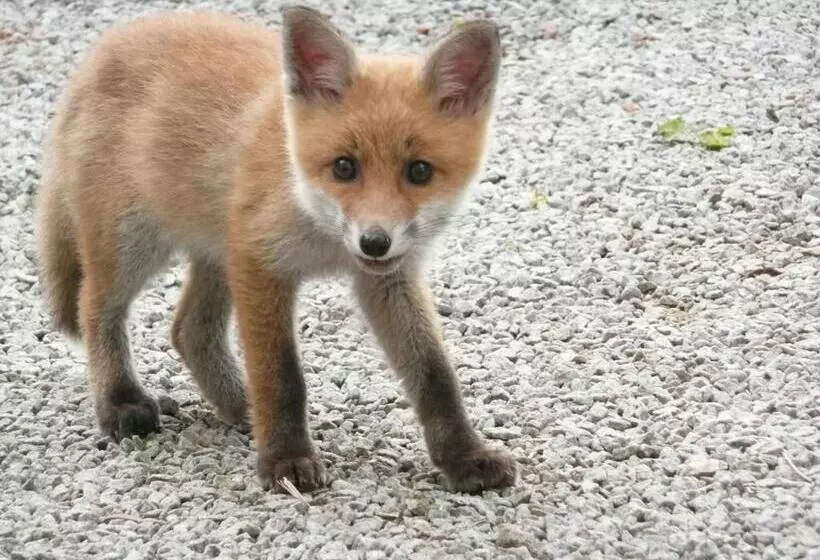 Aamiaismajoitus (B&B) Au Palton