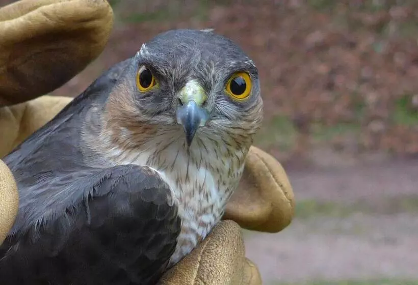 Aamiaismajoitus (B&B) Au Palton