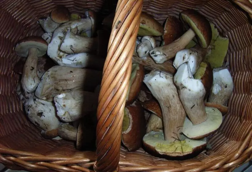 Aamiaismajoitus (B&B) Au Palton