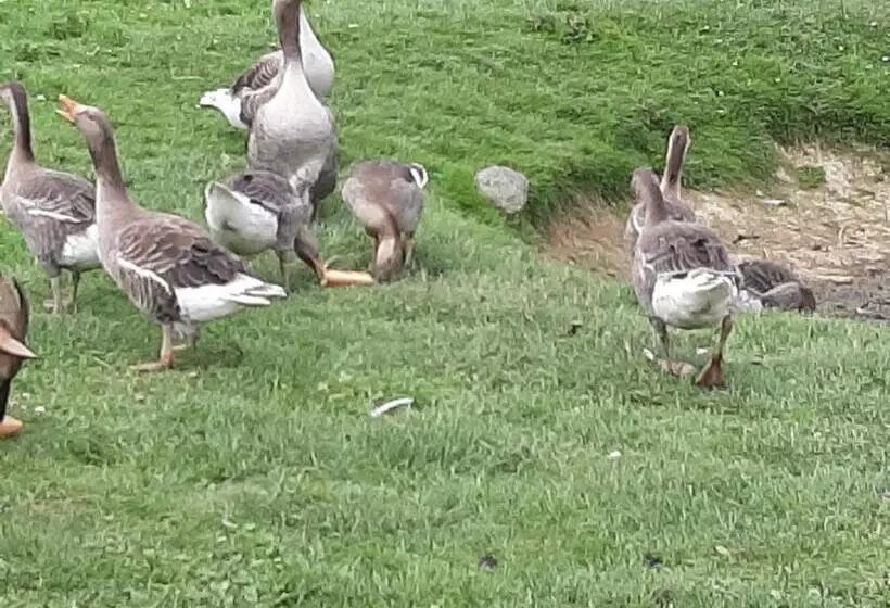 Aamiaismajoitus (B&B) Chambre D Hotes Le Pigeonnier