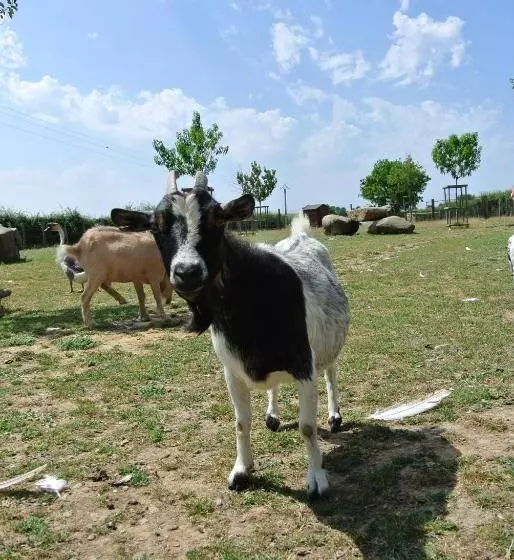 ベッドアンドブレックファースト Chez Michel Et Josette