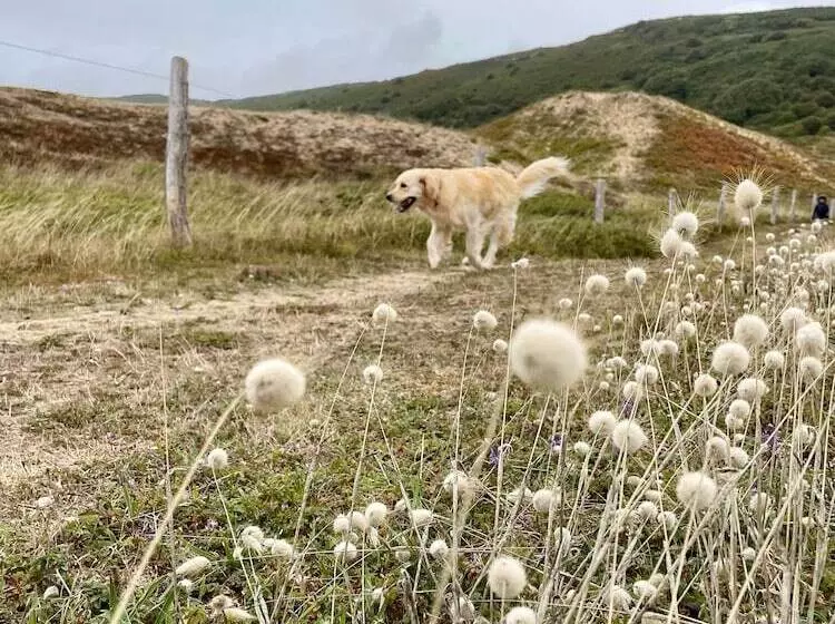 Aamiaismajoitus (B&B) Fleur & Mer