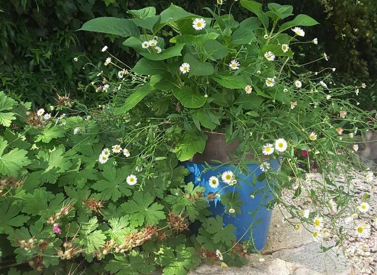 مبيت وإفطار Philoxenia