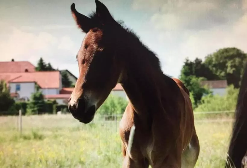 Hotelli Gut Fischer