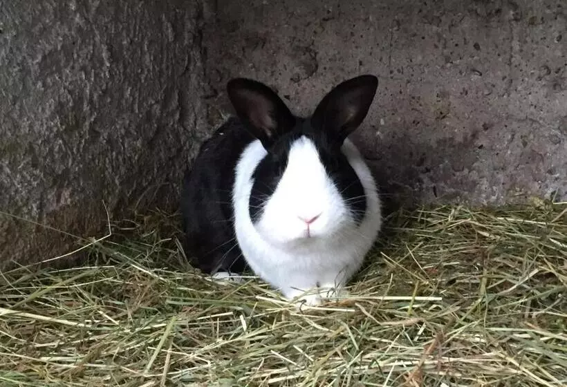 Hotelli Gut Fischer