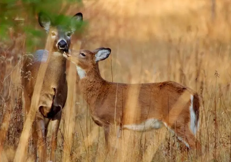 Lomakeskus Winter Clove Family Inn