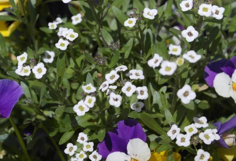 مبيت وإفطار Cit Ni