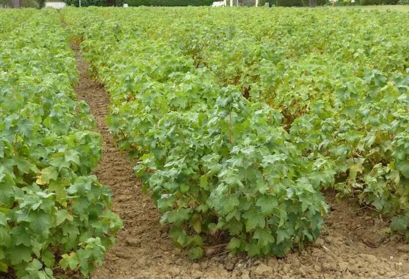 Aamiaismajoitus (B&B) La Loubertine