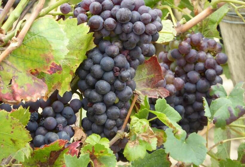 צימר La Loubertine