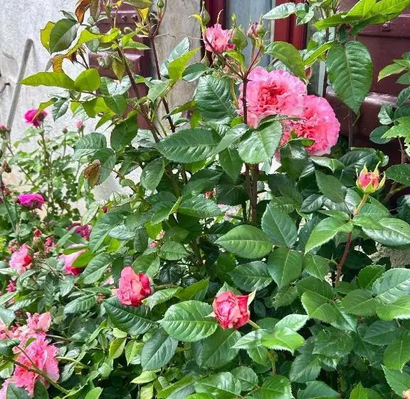 Aamiaismajoitus (B&B) La Loubertine