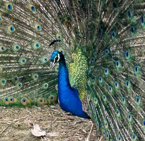 צימר La Loubertine