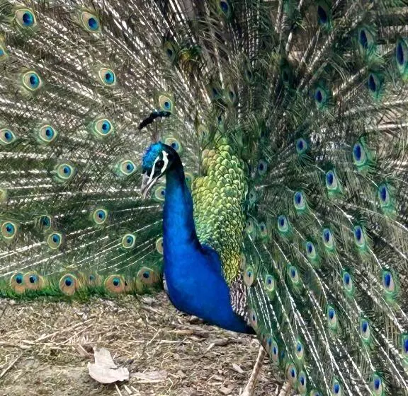 Aamiaismajoitus (B&B) La Loubertine