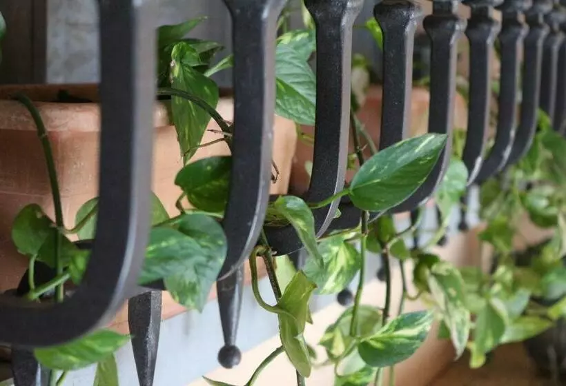 Aamiaismajoitus (B&B) Morgana