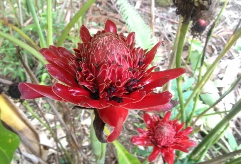 Hotelli Masokut Surf Camp Siberut Mentawai Surfing Barrels