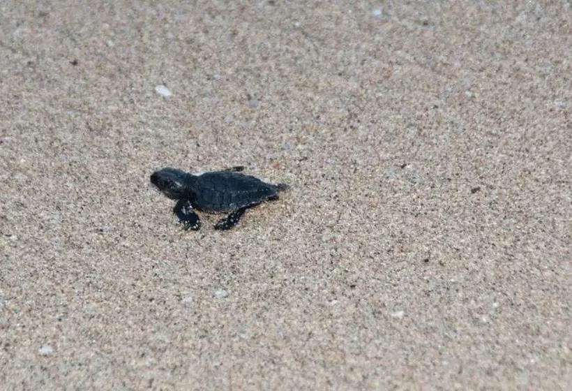 Delcanto Residences By Latour Hotel And Resorts