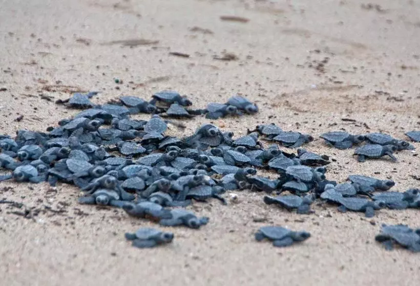 Delcanto Residences By Latour Hotel And Resorts