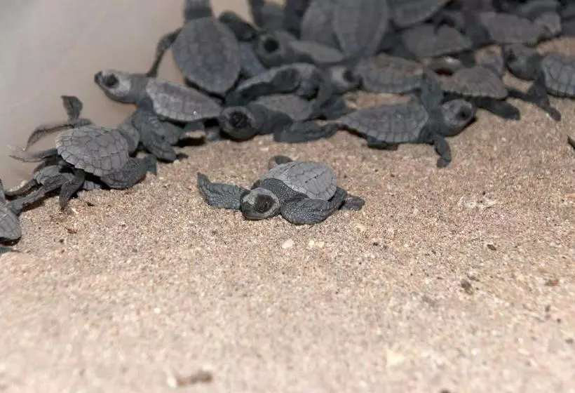 Delcanto Residences By Latour Hotel And Resorts