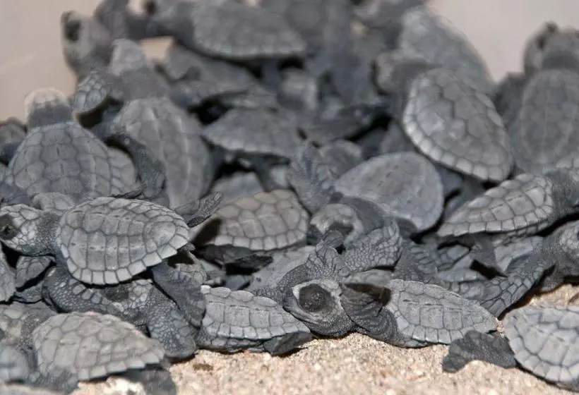 Delcanto Residences By Latour Hotel And Resorts