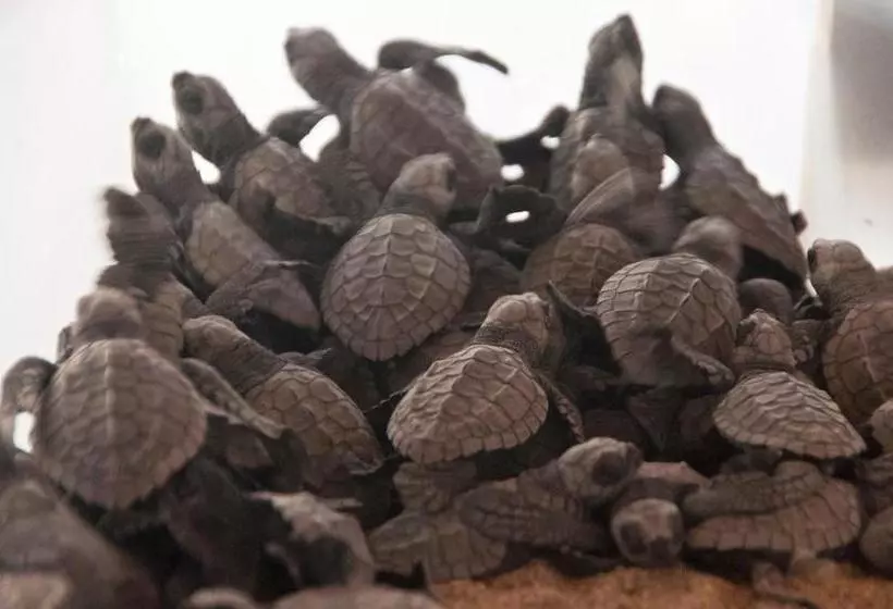 Delcanto Residences By Latour Hotel And Resorts