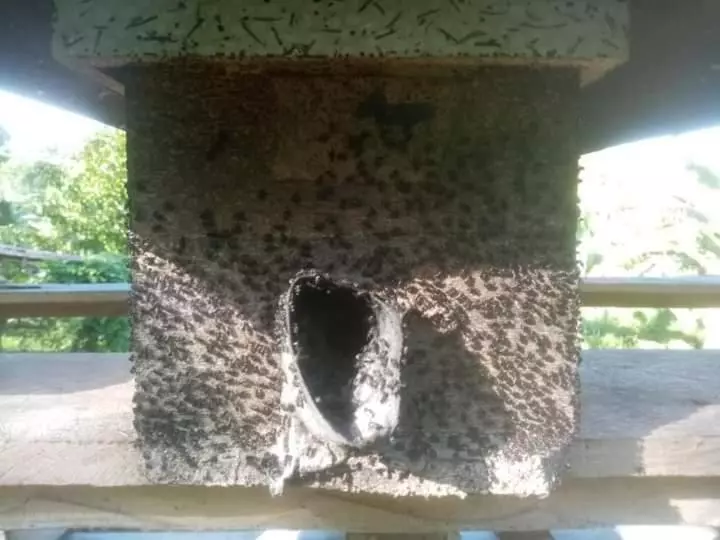 ホテル Jolits Ecogarden Hostel