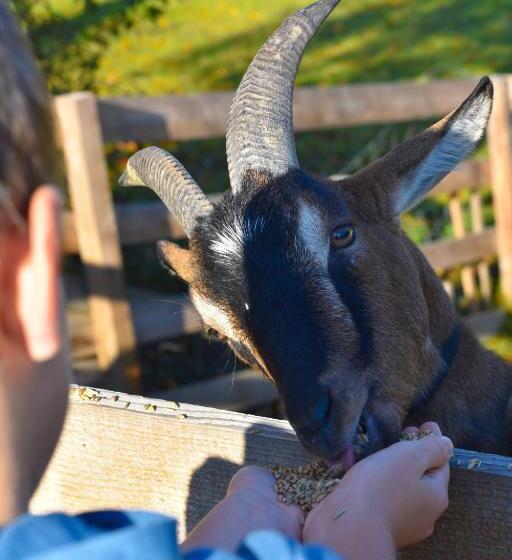 酒店 Straußenhof Halmer