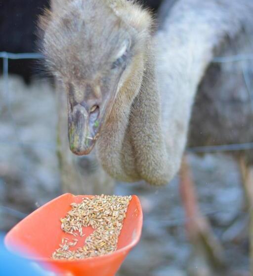 酒店 Straußenhof Halmer