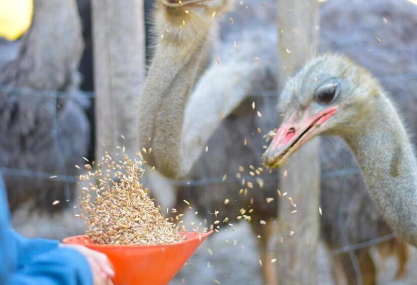 酒店 Straußenhof Halmer