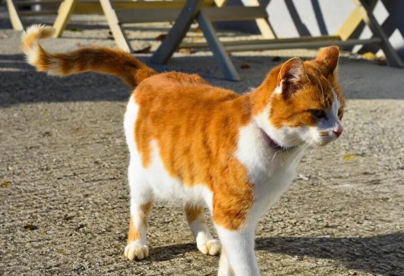 酒店 Straußenhof Halmer