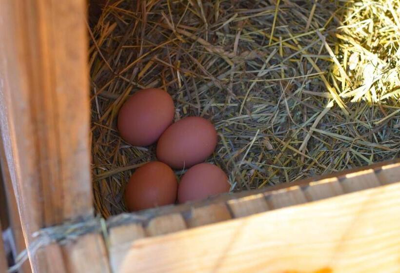 酒店 Straußenhof Halmer