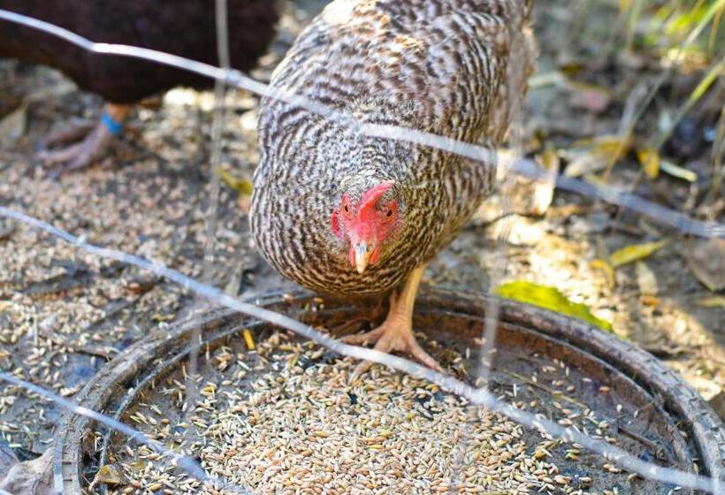 酒店 Straußenhof Halmer