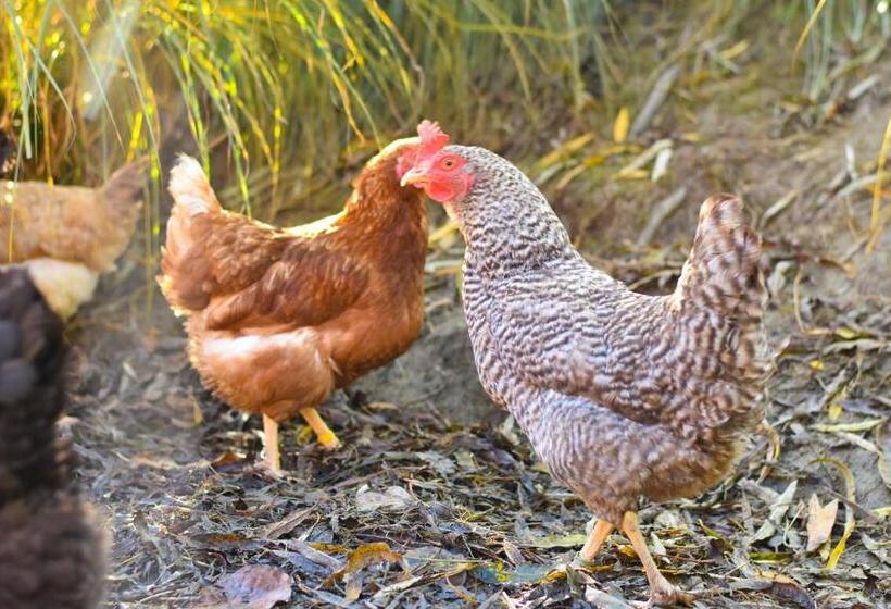 酒店 Straußenhof Halmer