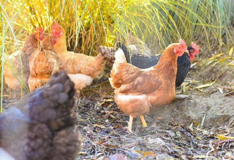 酒店 Straußenhof Halmer