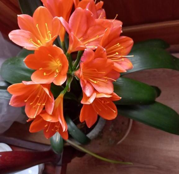 بنسيون Ville Agape