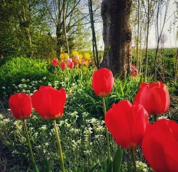 B & B Victors Hof, Met Zwemvijver In Landelijke Setting