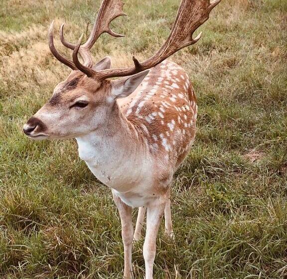 민박 Chambre Familiale élevage Girbal