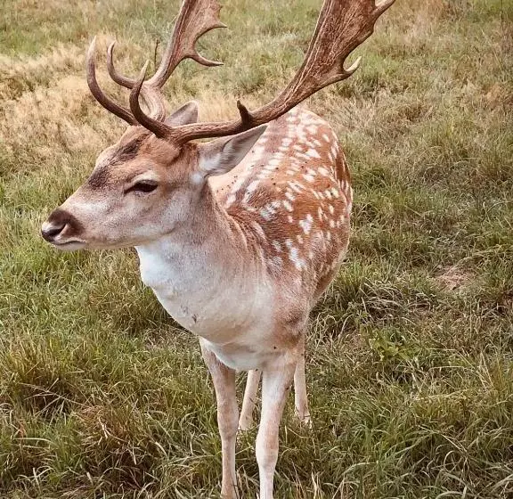Aamiaismajoitus (B&B) Chambre Familiale élevage Girbal