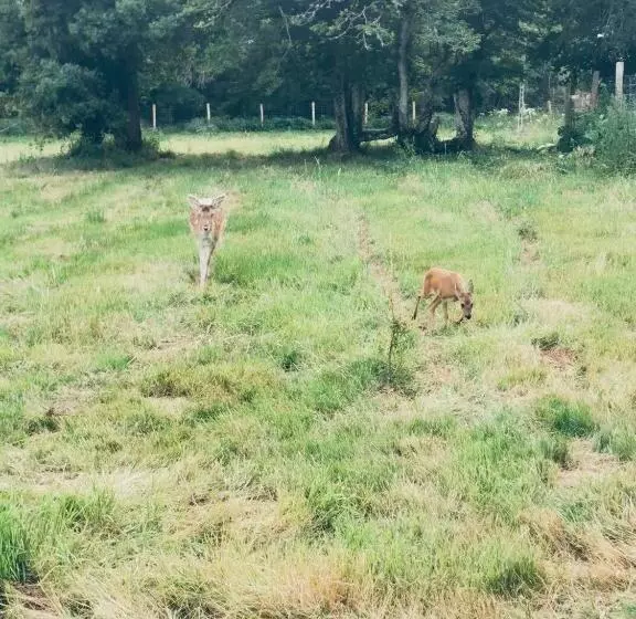 Aamiaismajoitus (B&B) Chambre Familiale élevage Girbal