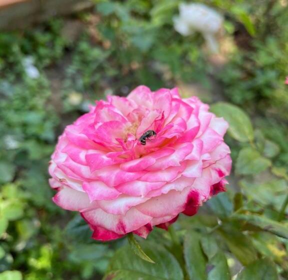 Hotel บ้านภัทร์จรัส น่าน Baan Patjarad Nan