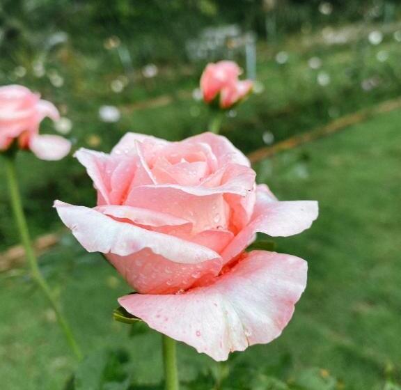 Hotel บ้านภัทร์จรัส น่าน Baan Patjarad Nan