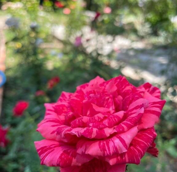 Hotel บ้านภัทร์จรัส น่าน Baan Patjarad Nan