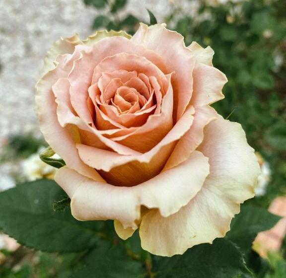 Hotel บ้านภัทร์จรัส น่าน Baan Patjarad Nan