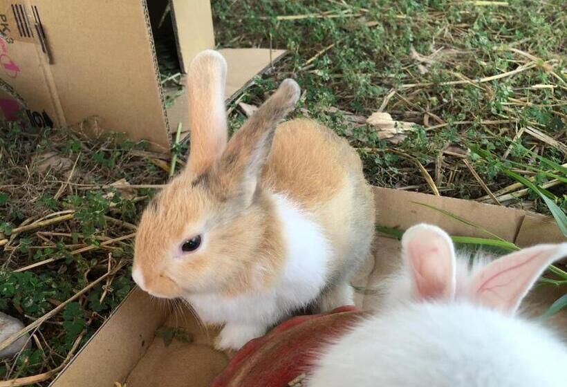 Hotel บ้านภัทร์จรัส น่าน Baan Patjarad Nan