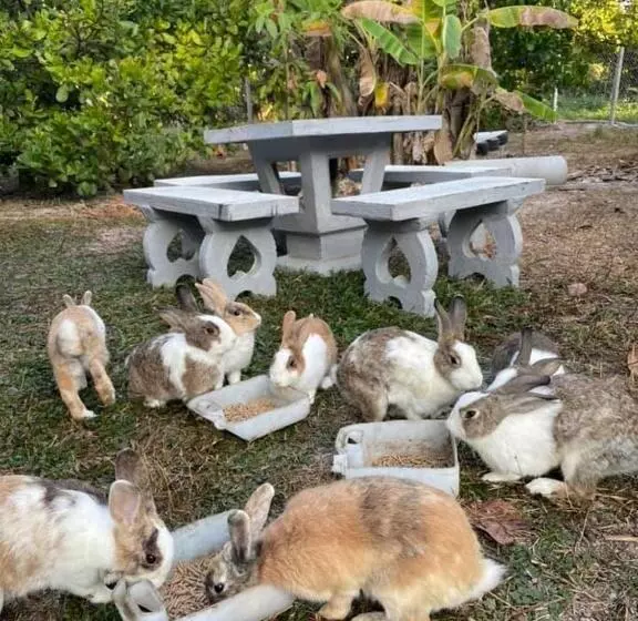 ホテル บ้านภัทร์จรัส น่าน   Baan Patjarad Nan