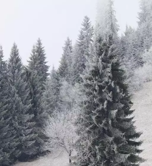 ペンション Flower Bell