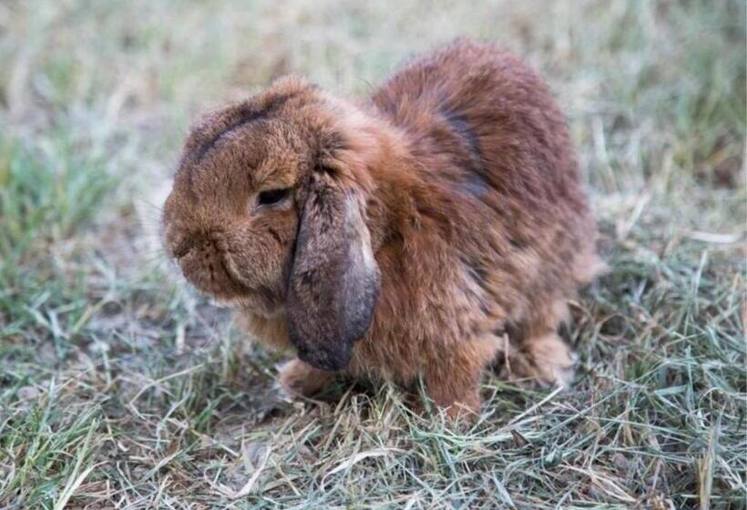 Отель Agriturismo Il Borgo
