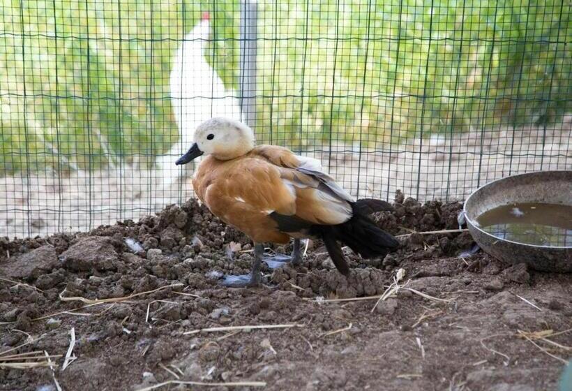 Отель Agriturismo Il Borgo