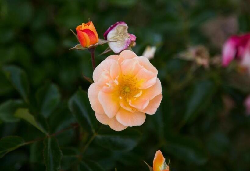 Отель Agriturismo Il Borgo